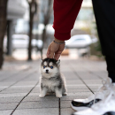 pomsky puppy