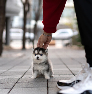 pomsky puppy