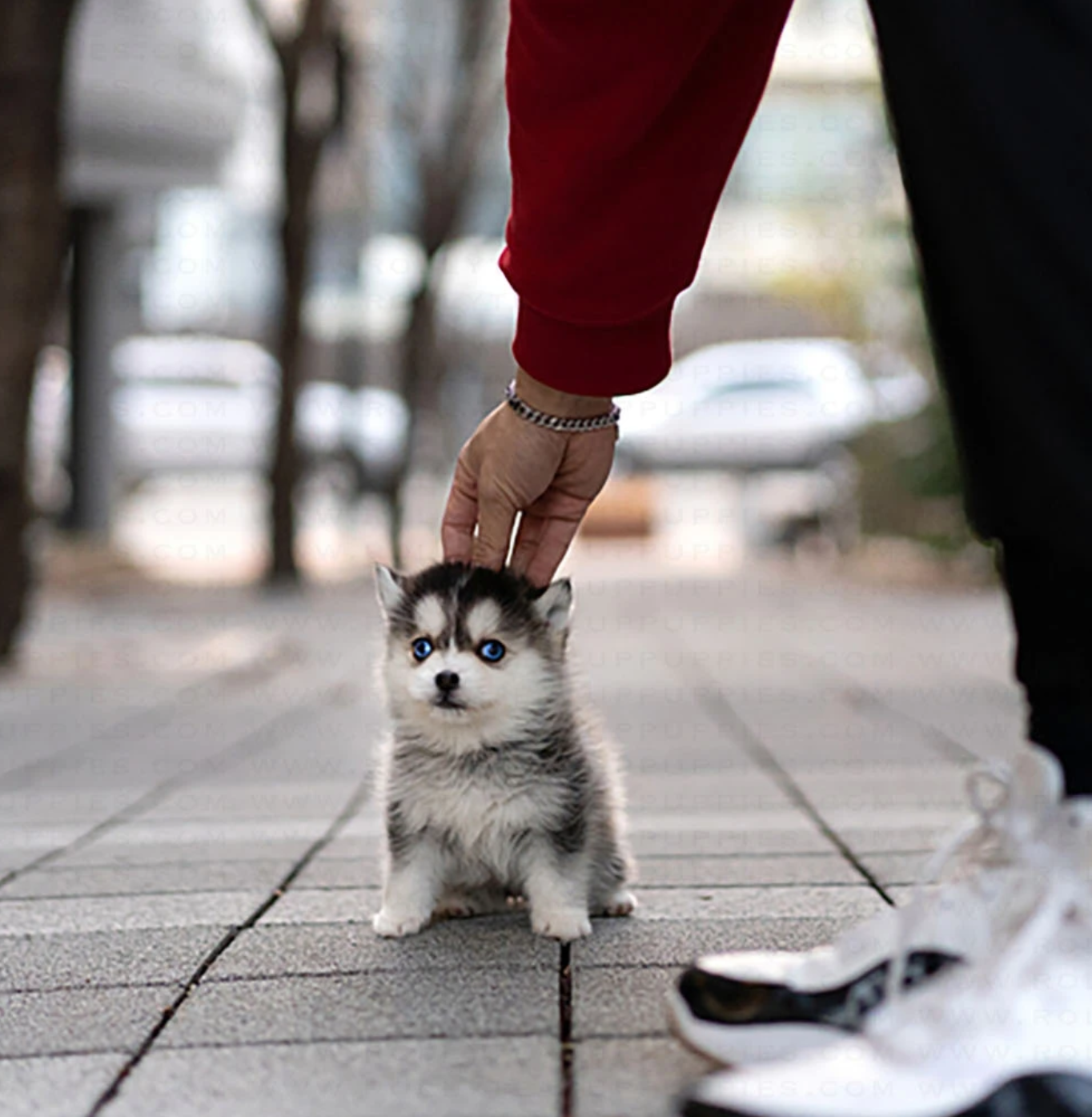 pomsky puppy