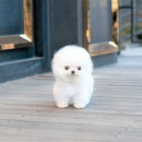 Pomeranians puppies