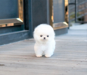 Pomeranians puppies