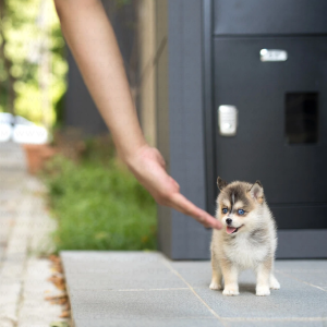 pomsky puppy