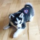 Pomsky Puppy ( Lucki )