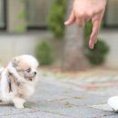 Pomeranian Puppie