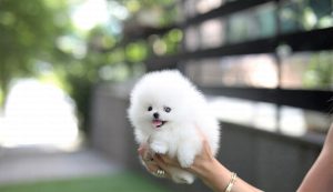 pomeranian puppies