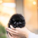 Pomeranian Puppies ( Pepsi )