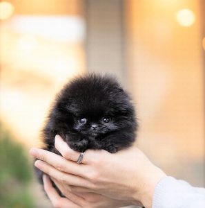 pomeranian puppies