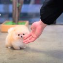 Pomeranian Puppies (Twinkle)