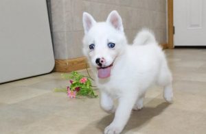 pomsky puppy