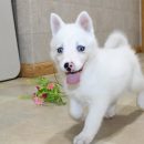 Pomsky Puppy ( Trish )