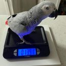 AFRICAN GREY PARROT ( MIKEY )