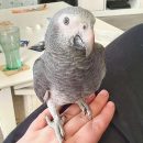 AFRICAN GREY PARROT ( KIKI )
