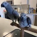 AFRICAN GREY PARROT ( JO AND RIKA )