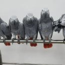African Grey Parrot