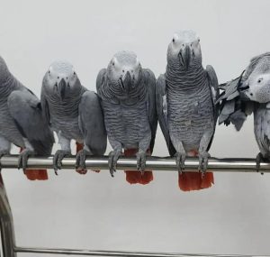 African Grey Parrot