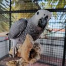 AFRICAN GREY PARROT ( NINO )