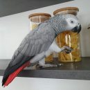 AFRICAN GREY PARROT ( DENCIA )