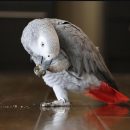 AFRICAN GREY PARROT ( SKY )