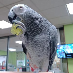 AFRICAN GREY PARROT ( COCO )
