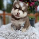 Pomsky puppy