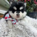 Pomsky puppy