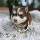Pomsky Puppy ( Desna )