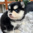 Pomsky Puppy