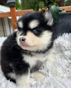 Pomsky Puppy