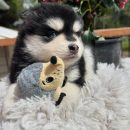 Pomsky Puppy ( Dom )