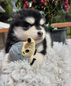 Pomsky puppy