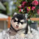 Pomsky Puppy ( Delphine )