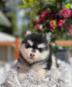 Pomsky puppy