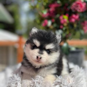 Pomsky Puppy ( Delphine )