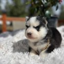 Pomsky Puppy ( Kai )