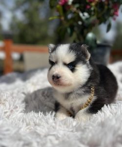 Pomsky puppy