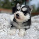 Pomsky puppy