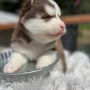 Pomsky puppy