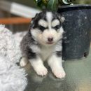 Pomsky puppy