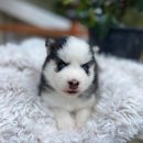 Pomsky Puppy ( Kodiak )