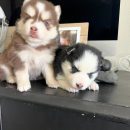 Pomsky Puppy ( Yoma )