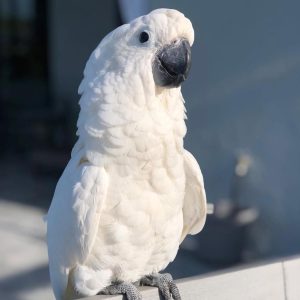 Cockatoo Parrots ( DUSTY )