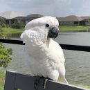 COCKATOO PARROTS ( WHITE )