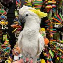 COCKATOO PARROTS ( MAX )