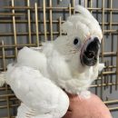 COCKATOO PARROTS ( BETTY )