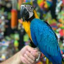BLUE GOLD MACAW ( OLLIE )