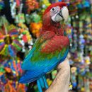 GREEN WING MACAW ( RIO )
