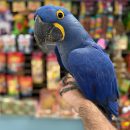 BLUE GOLD MACAW ( ROSA )