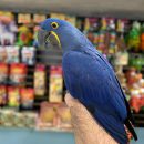 BLUE GOLD MACAW ( PAT )